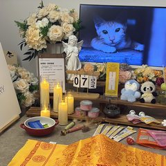 宠物家长客户见证